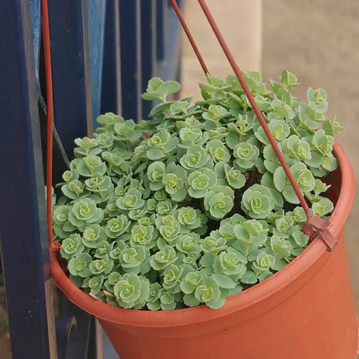 Sedum sieboldii 1