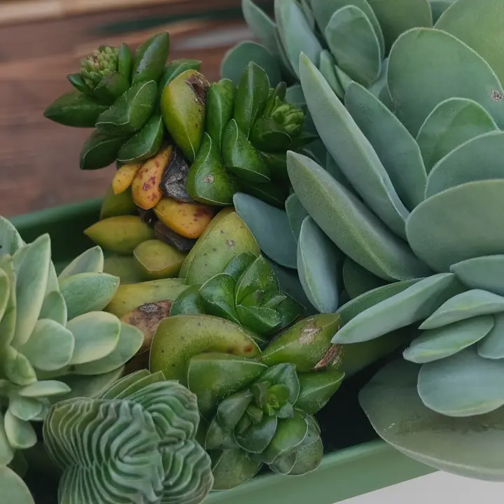 Crassula Springtime 2