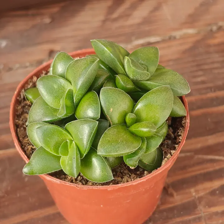 Crassula Springtime 1
