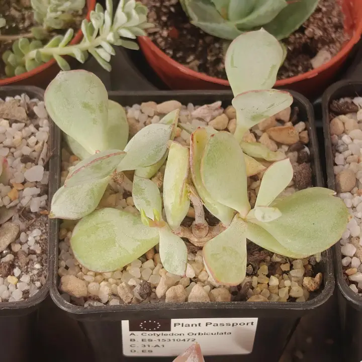 Cotyledon orbiculata 1