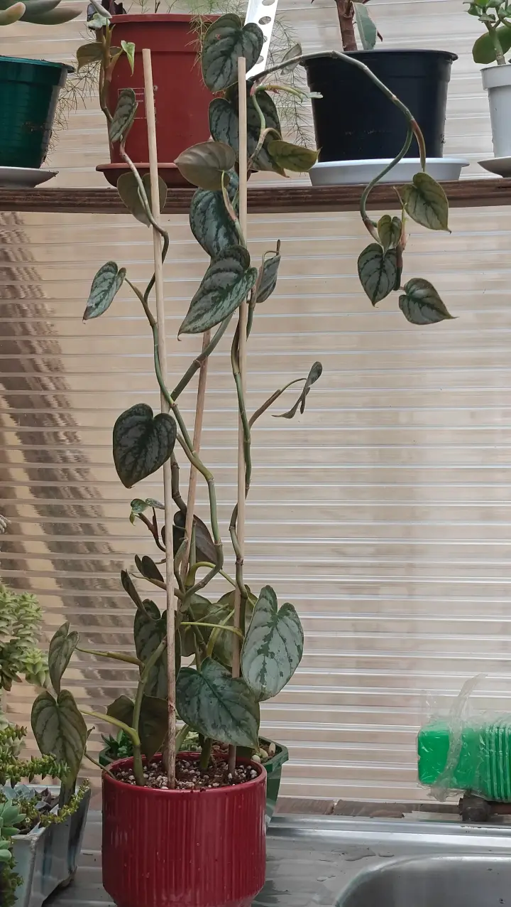 Philodendron brandtianum 1