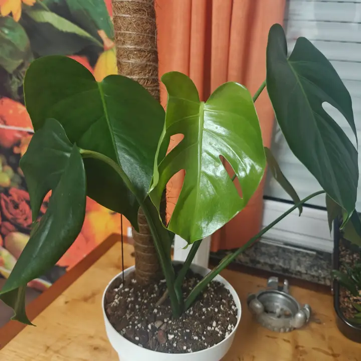 Monstera Deliciosa 4