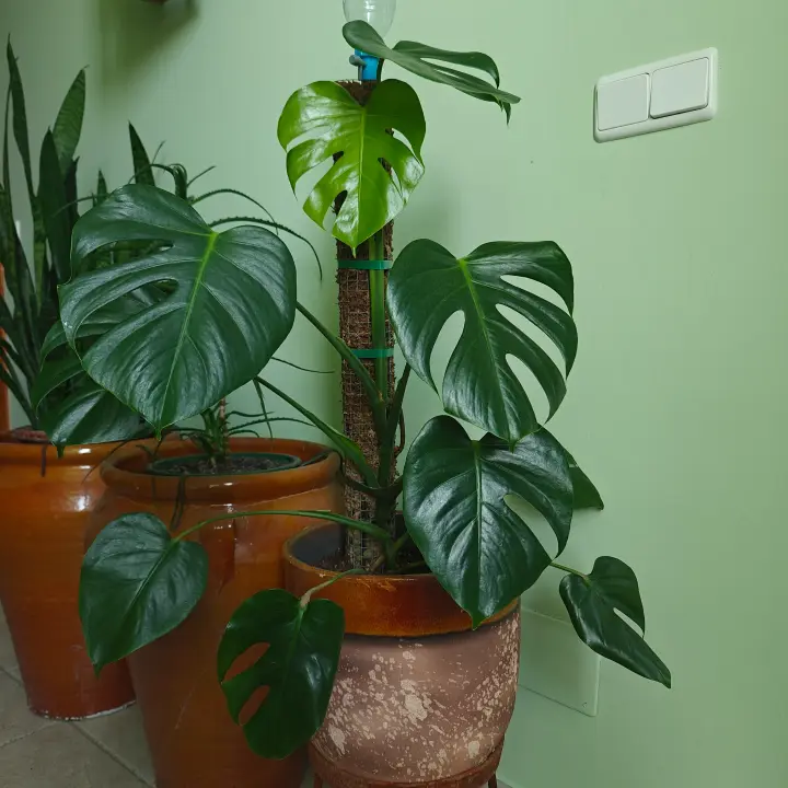 Monstera Deliciosa 2