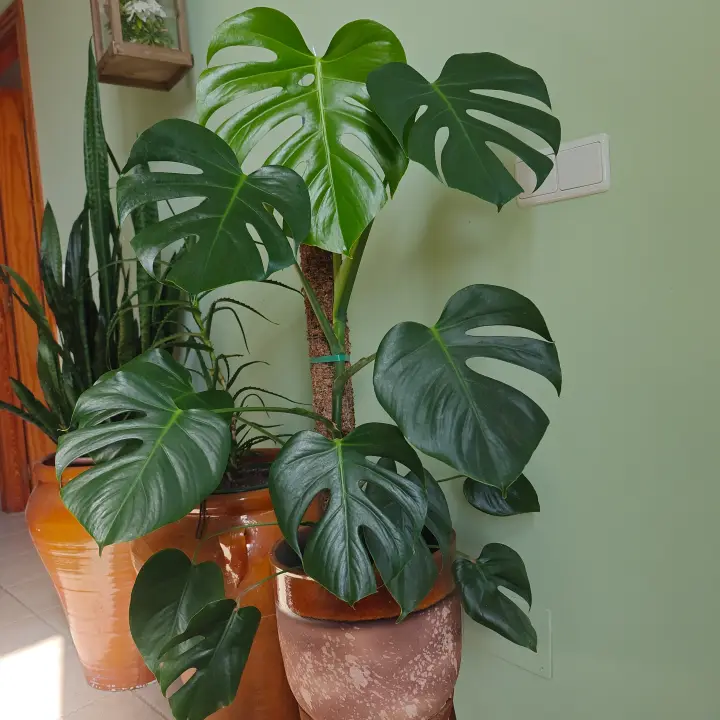 Monstera Deliciosa 1