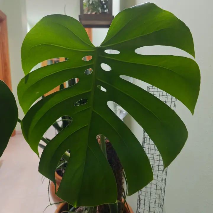 Monstera Deliciosa 3