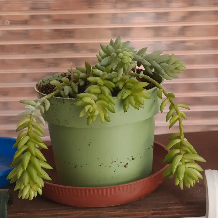 Sedum morganianum 1