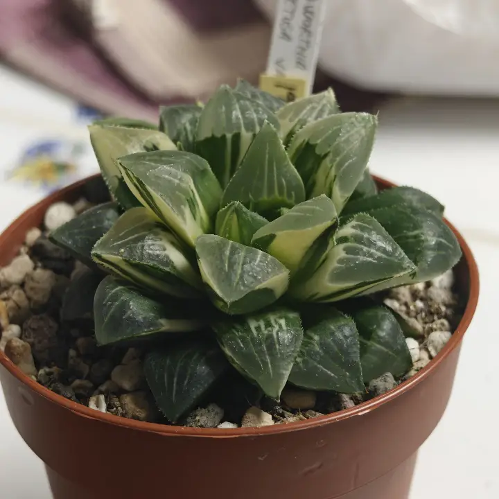 Haworthia retusa 1