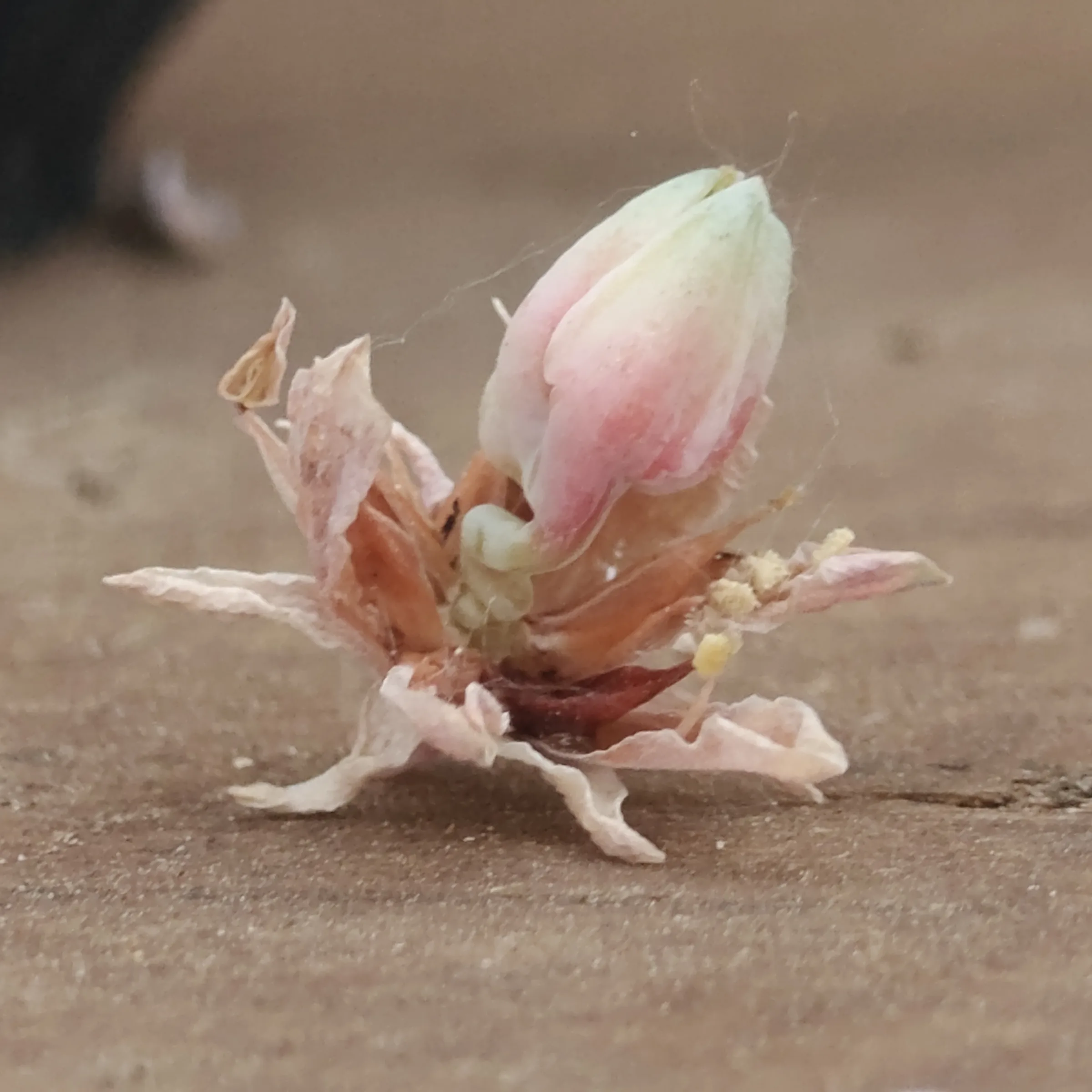 Pachyphytum compactum flor 4
