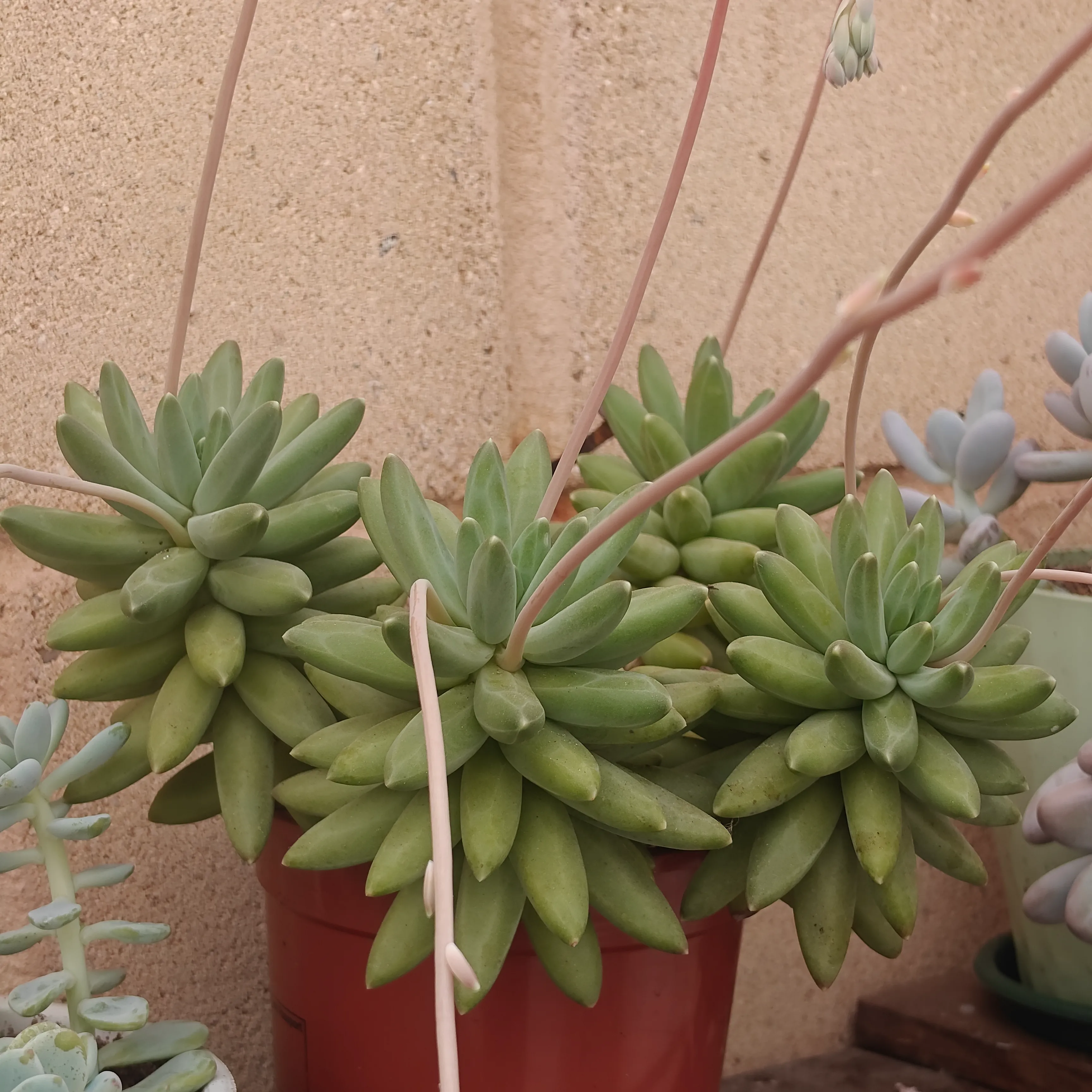 Pachyphytum compactum