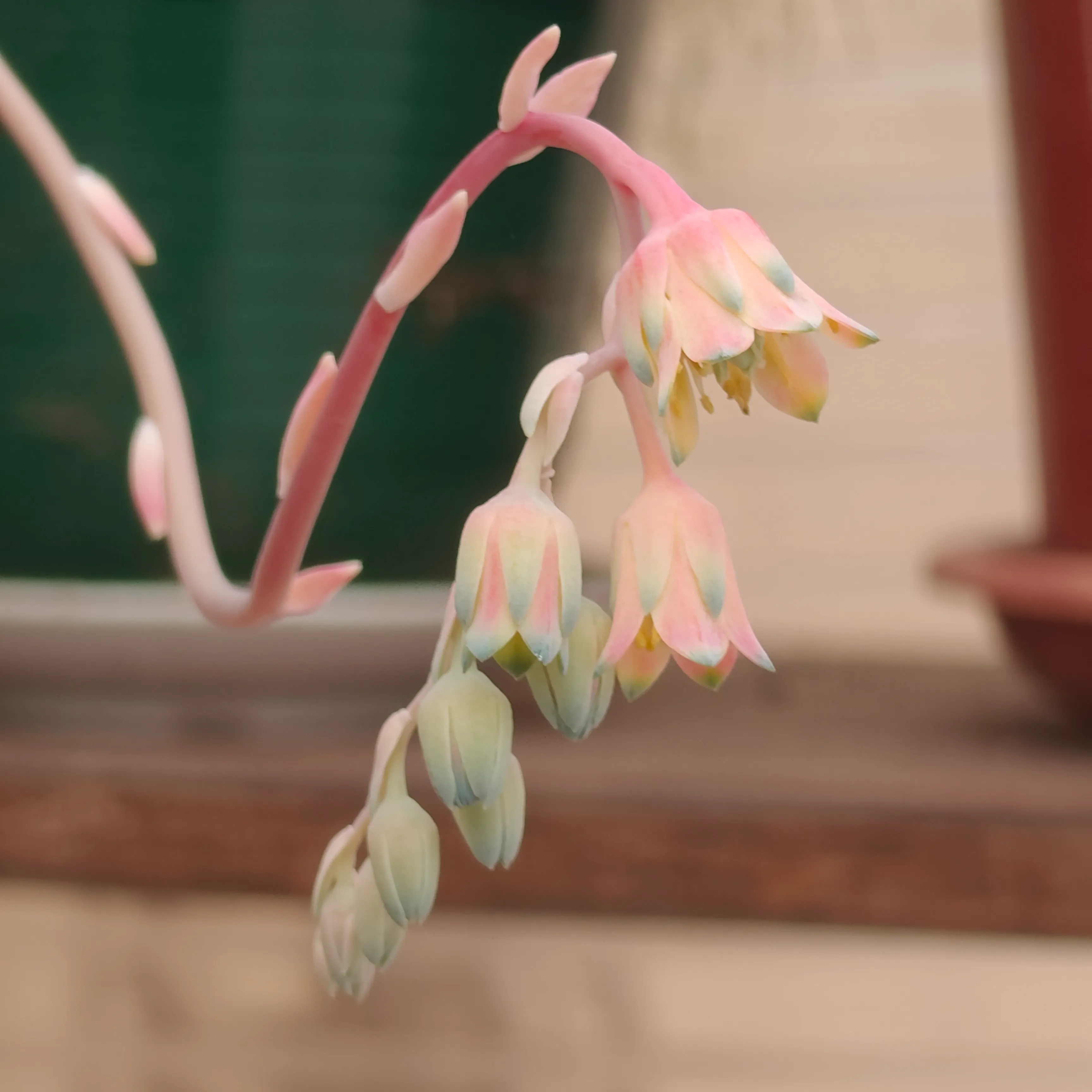 Pachyphytum compactum 2