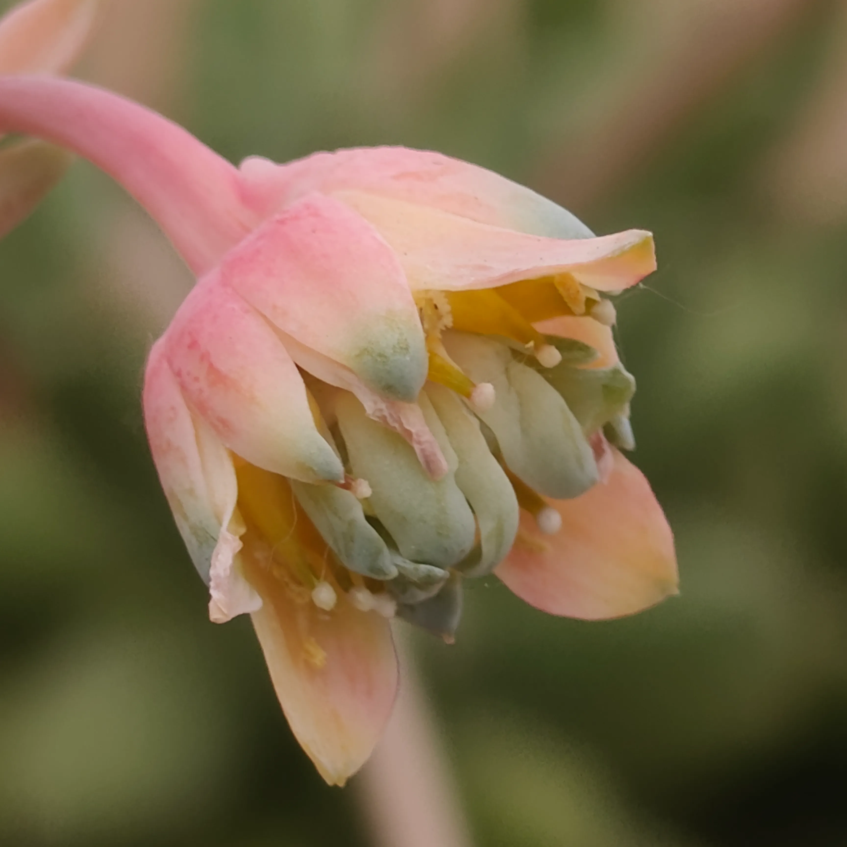 Pachyphytum compactum 3