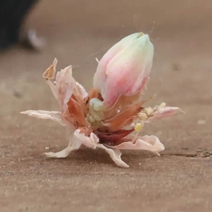 Pachyphytum compactum flor 4