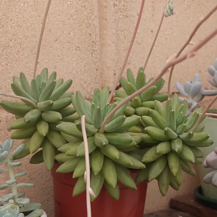 Pachyphytum compactum 1