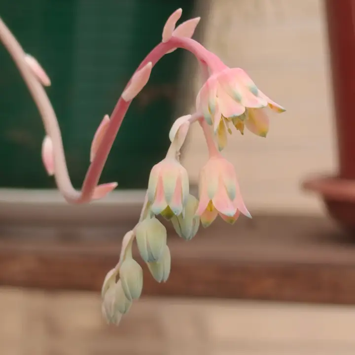 Pachyphytum compactum flor 1