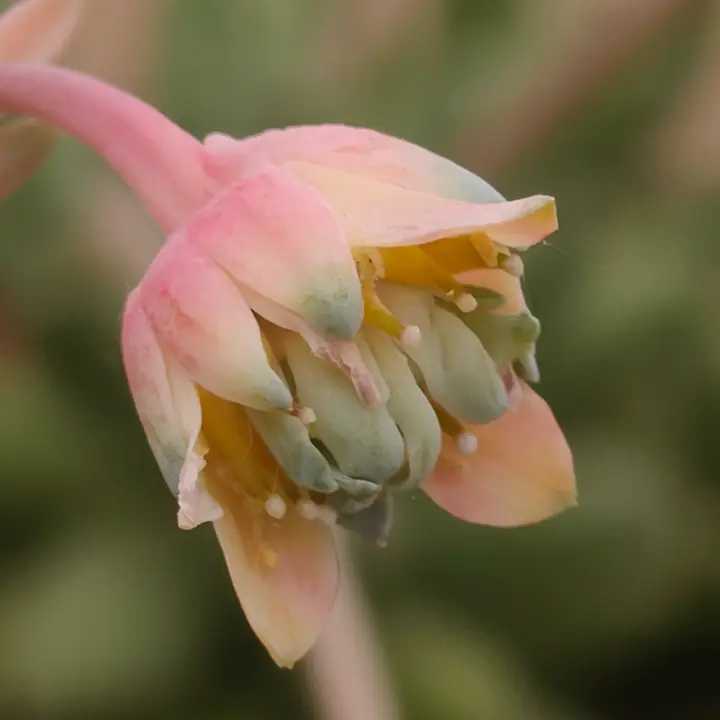 Pachyphytum compactum flor 2