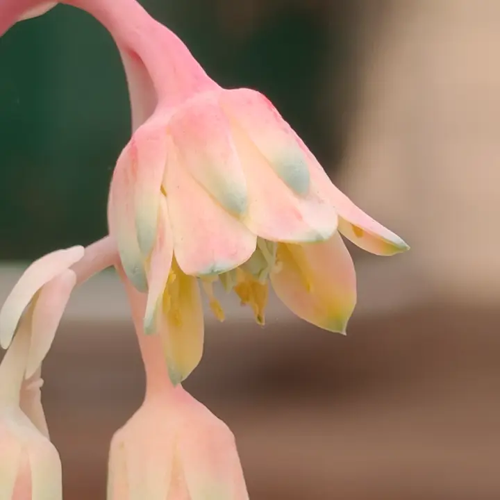 Pachyphytum compactum flor 3