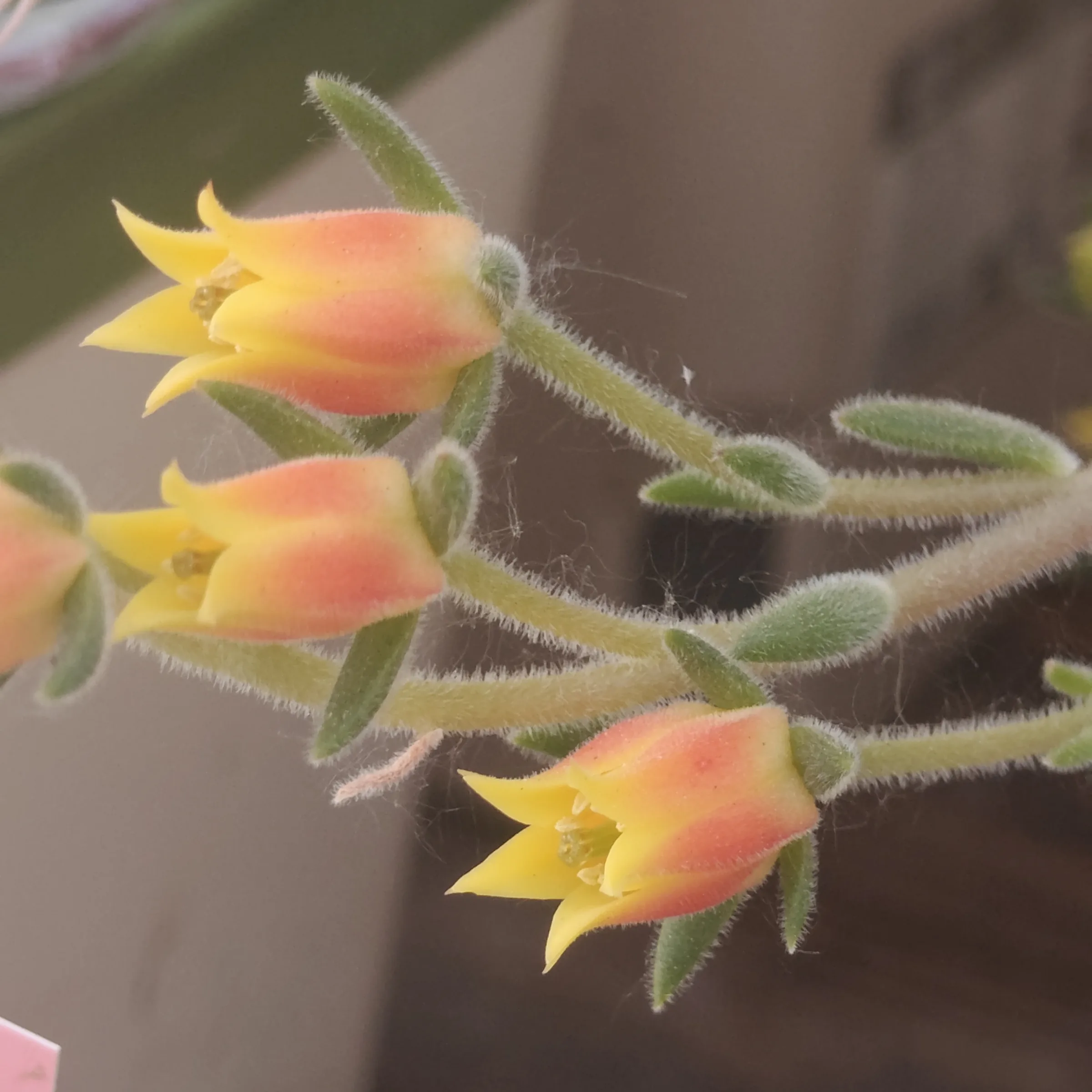 Echeveria setosa 5