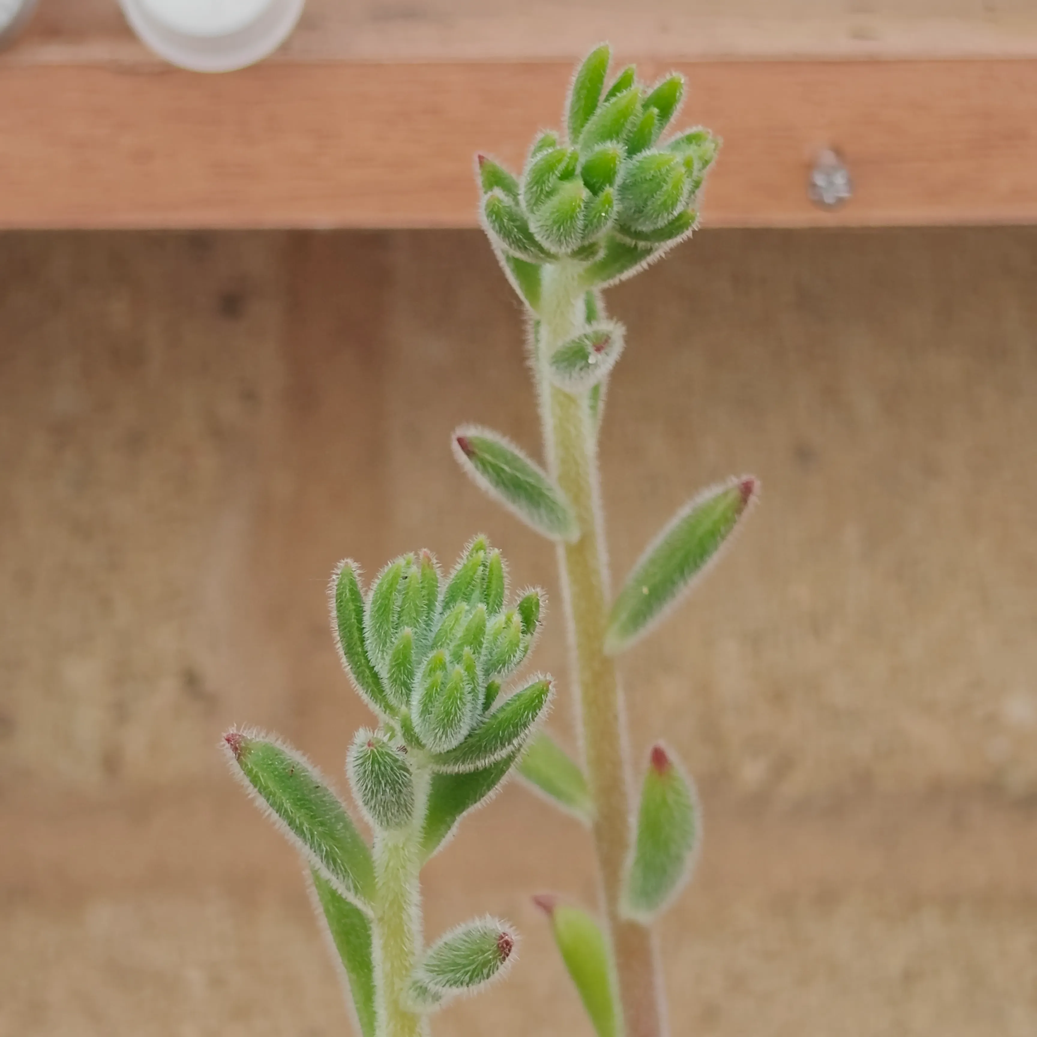 Echeveria setosa 8
