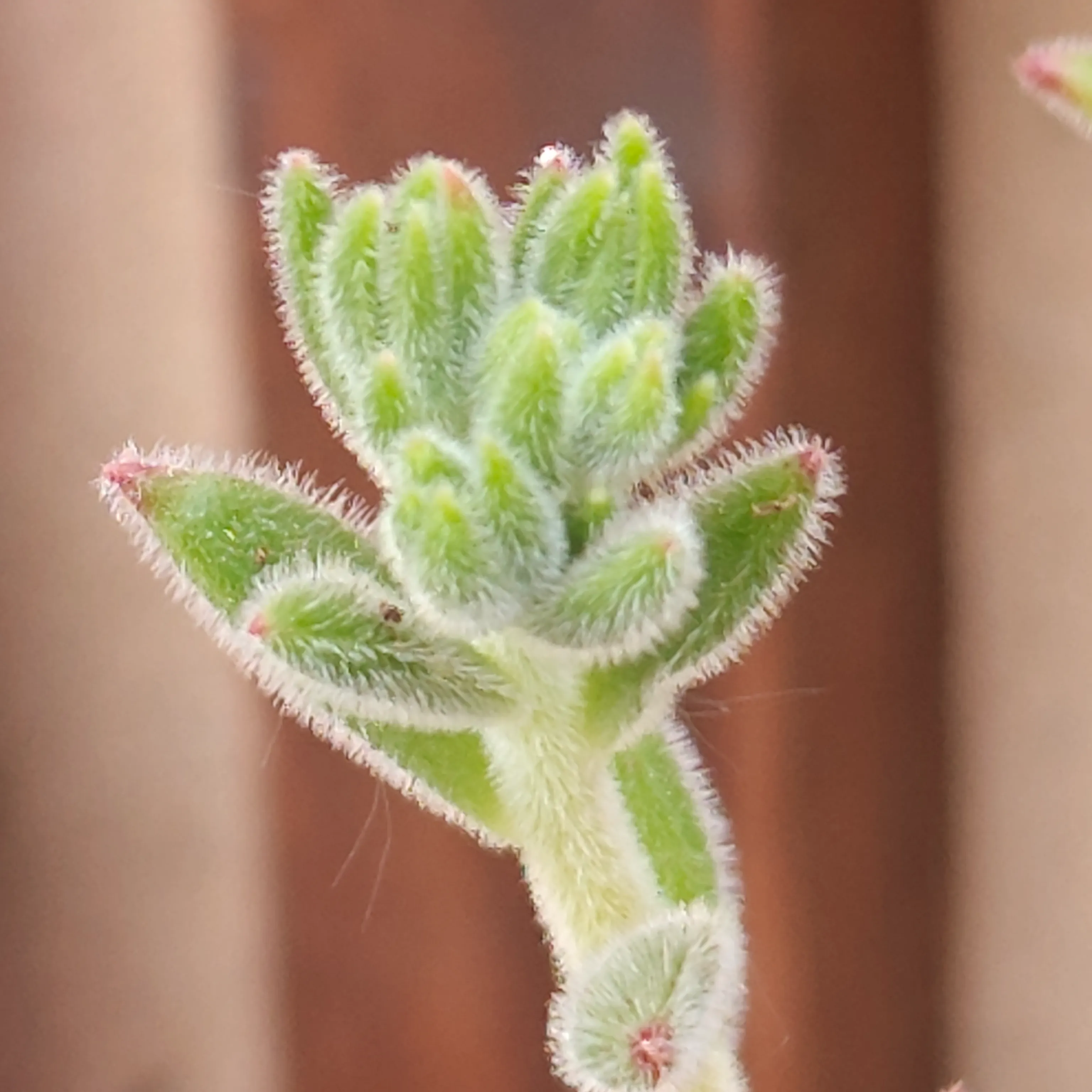Echeveria setosa 9