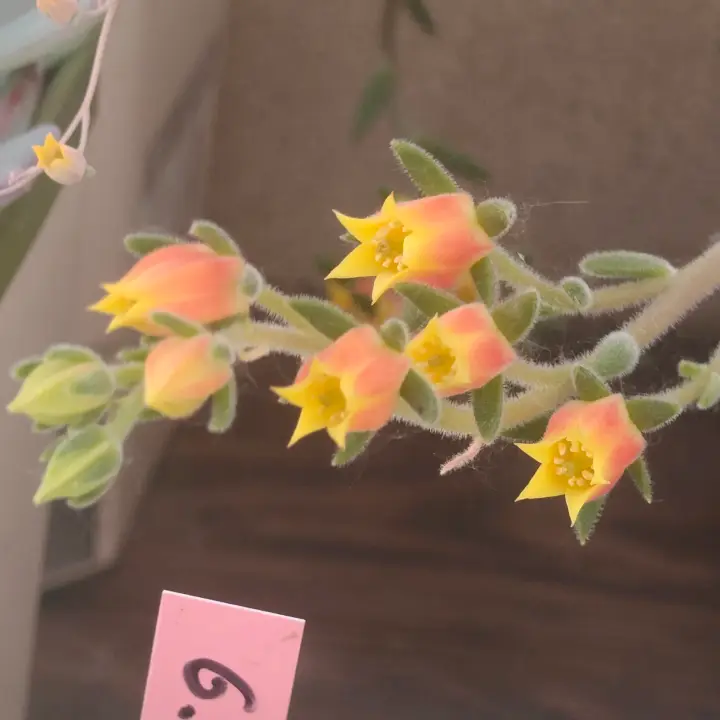 Echeveria setosa flor 1