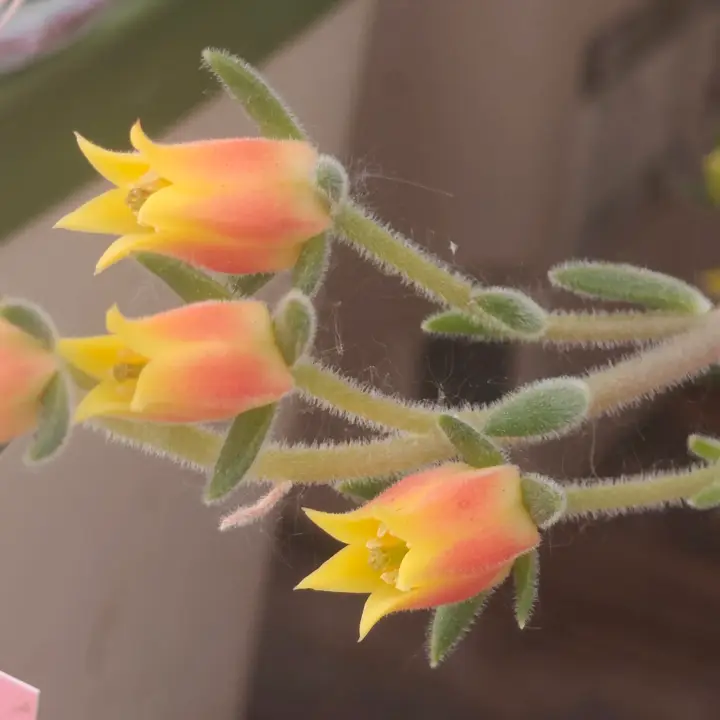 Echeveria setosa flor 2