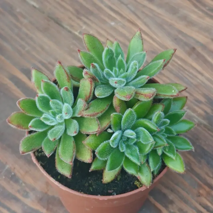 Echeveria setosa 2