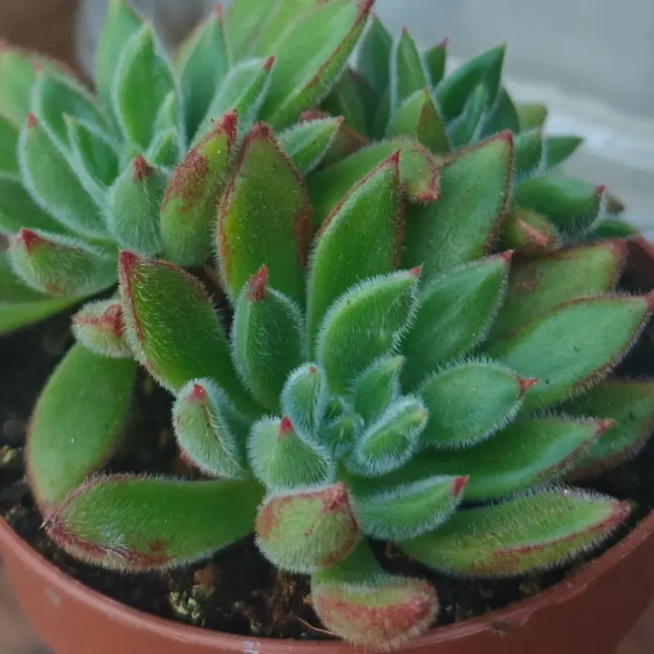 Echeveria setosa 3