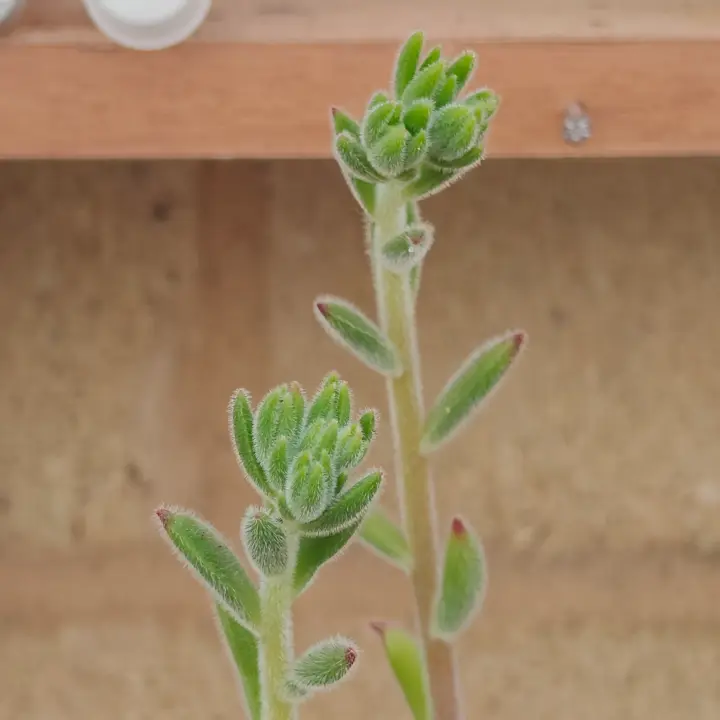 Echeveria setosa flor 5