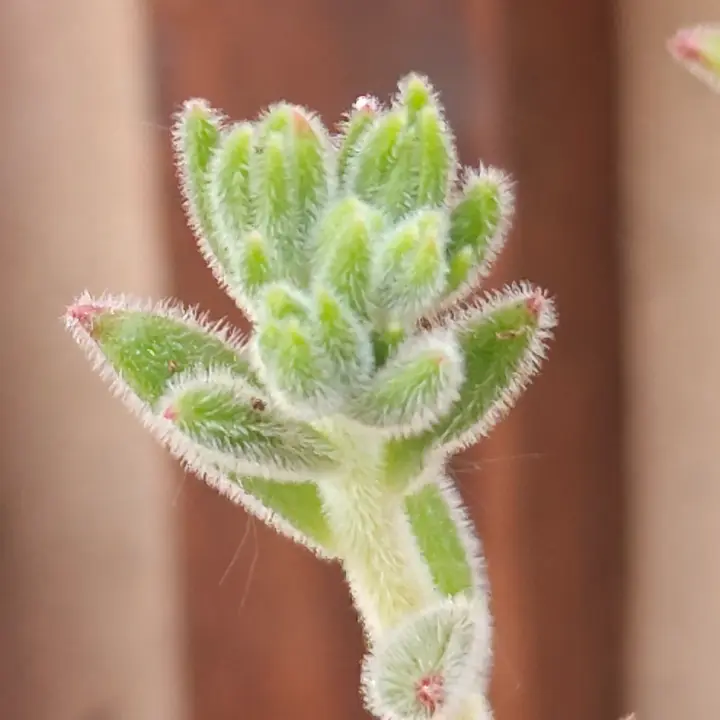 Echeveria setosa flor 6