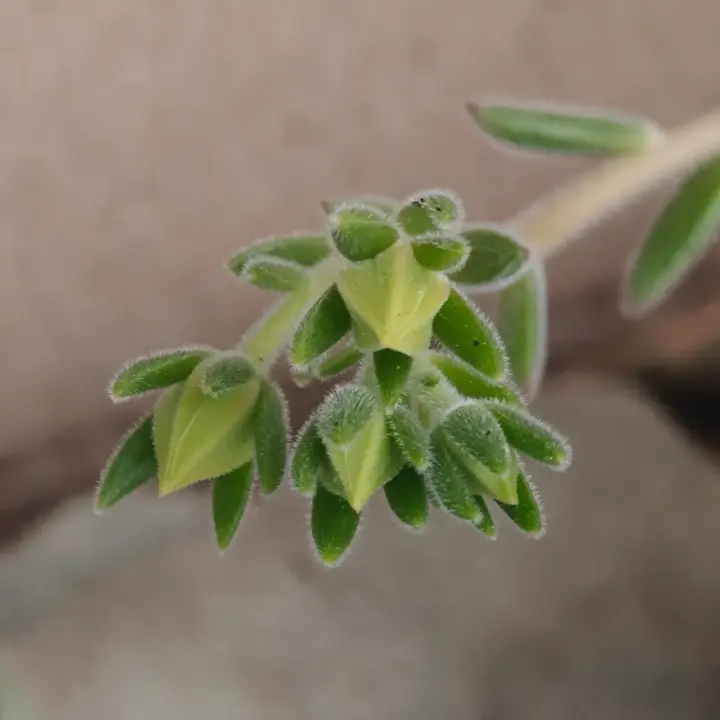 Echeveria setosa flor 4