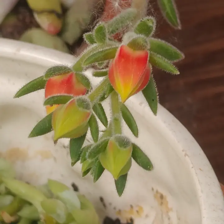 Echeveria setosa flor 3