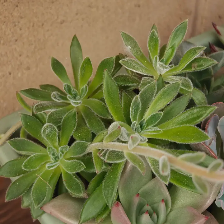 Echeveria setosa 1
