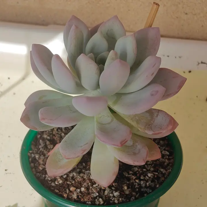 Graptoveria Opalina 1