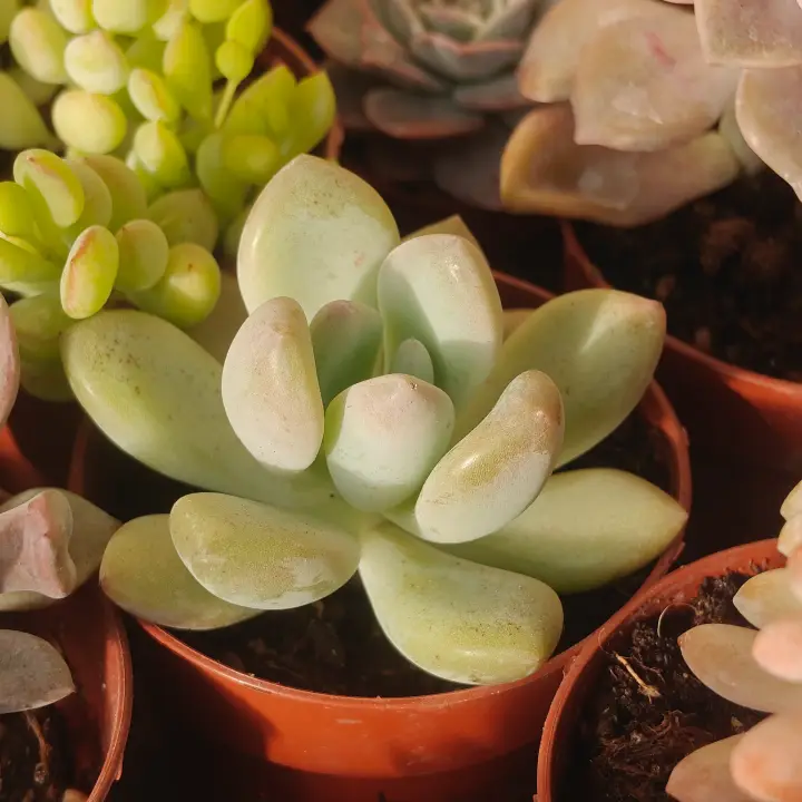Graptoveria Opalina 2