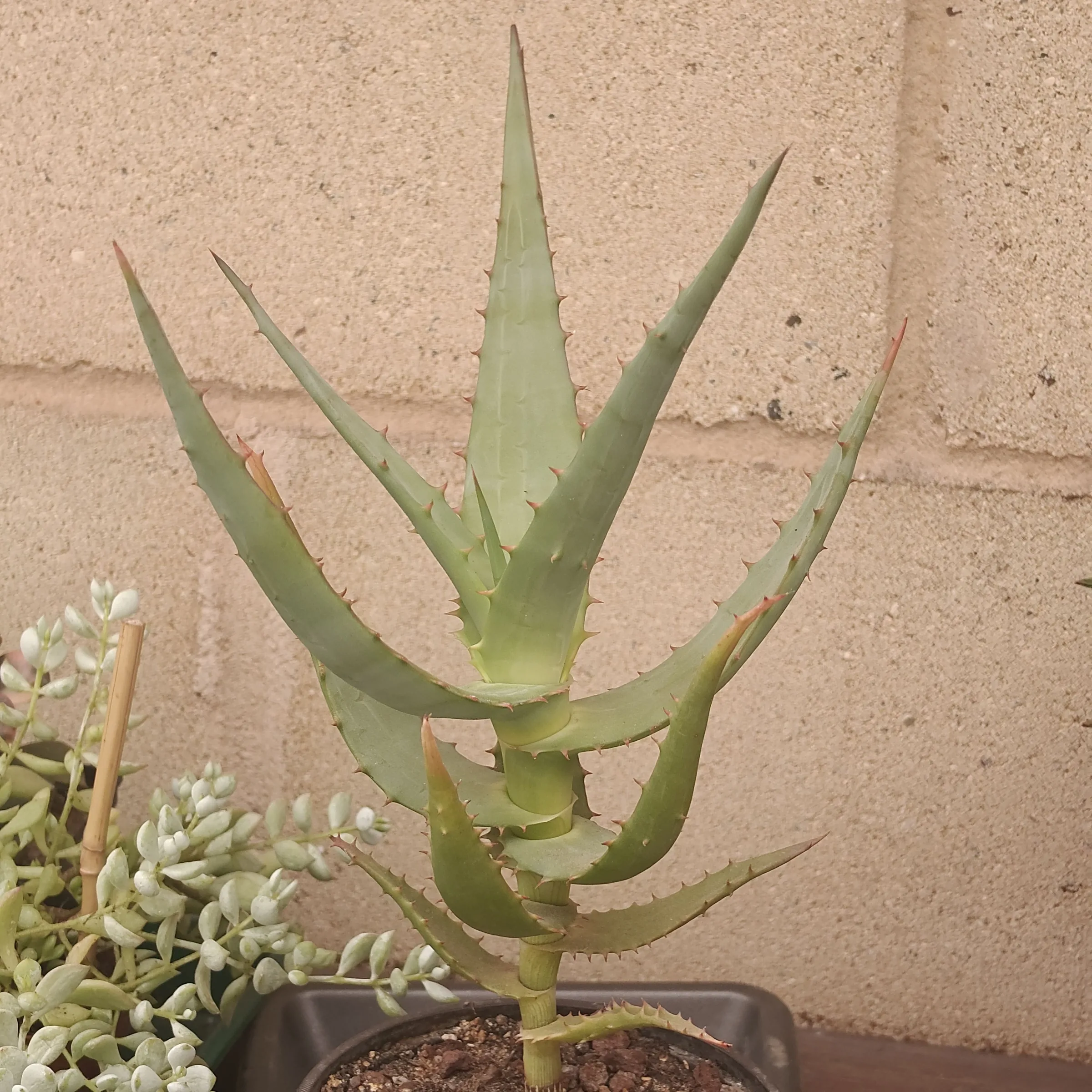 Aloe Confusa