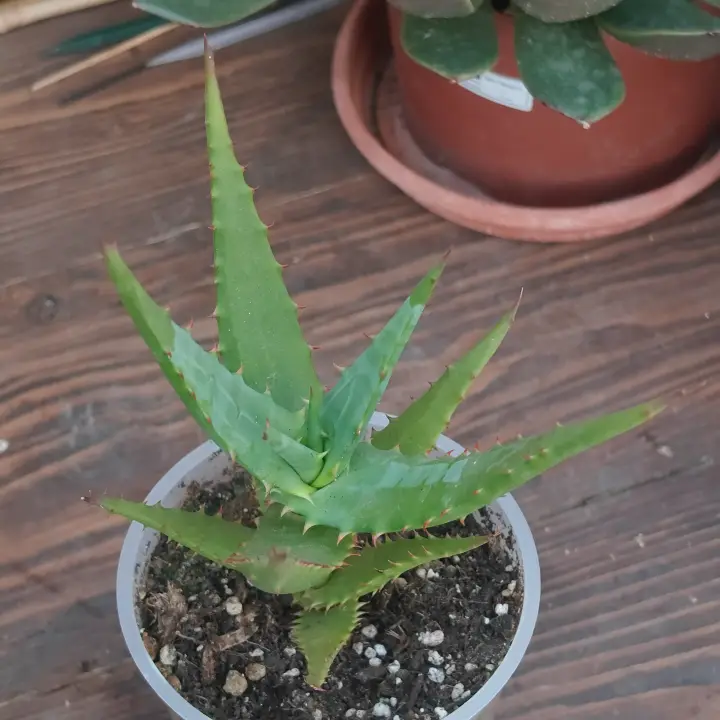 Aloe Confusa 1
