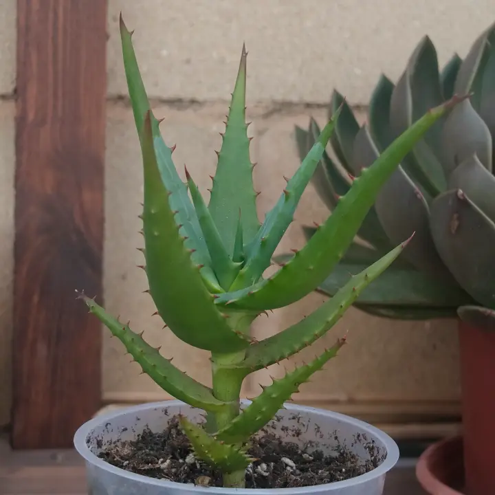 Aloe Confusa 2