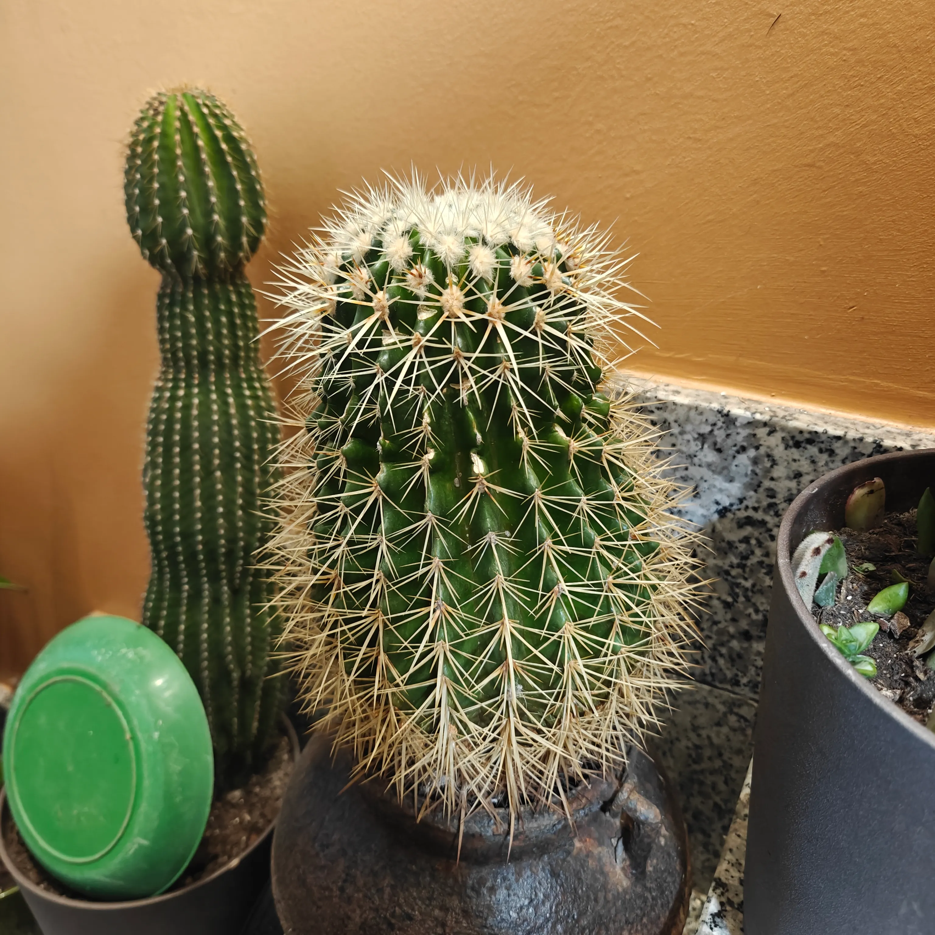 Kroenleinia Grusonii