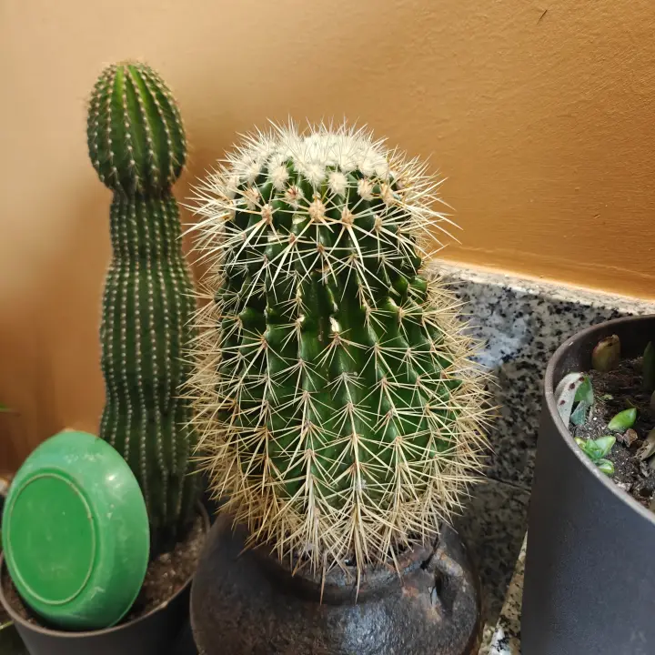 Kroenleinia Grusonii 1