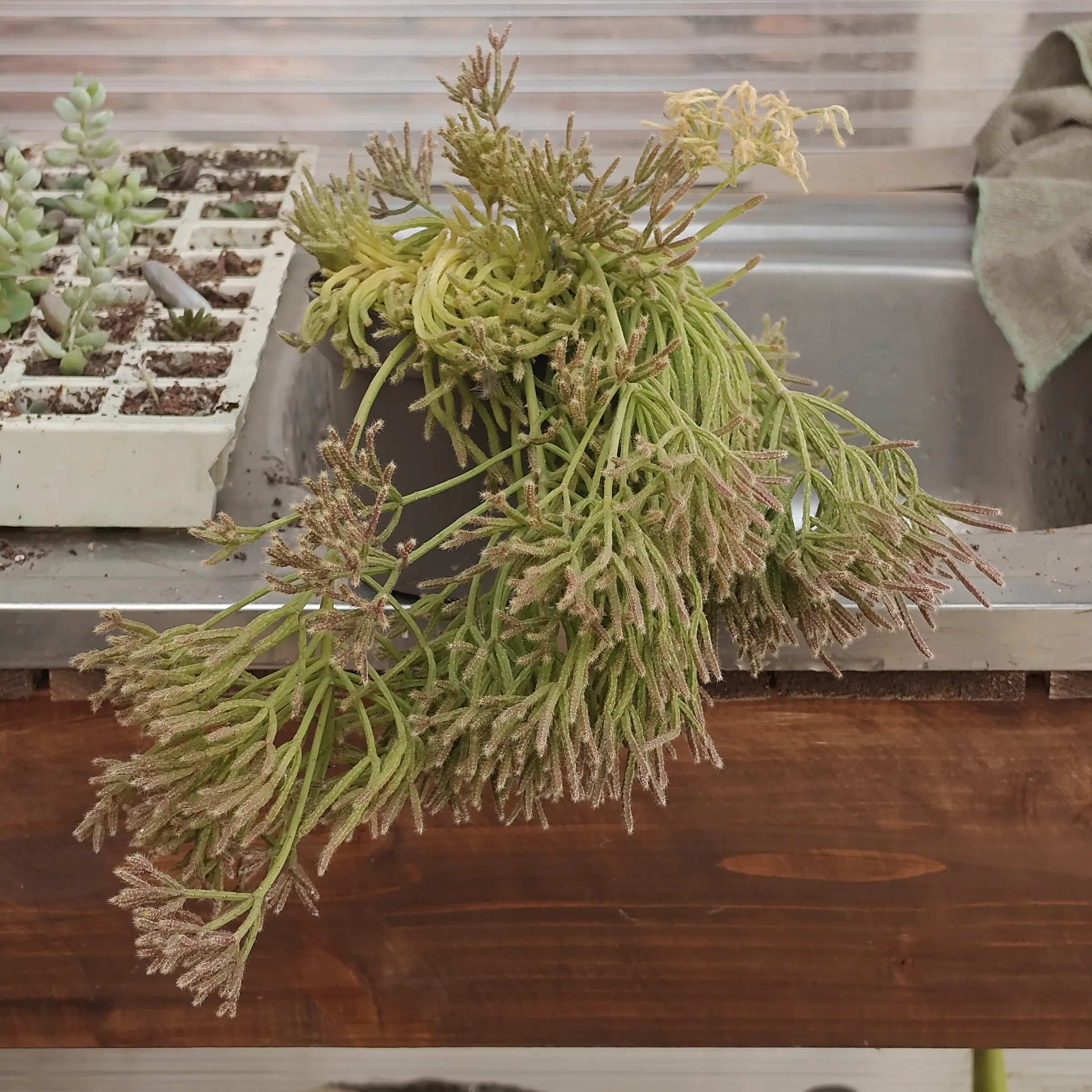 Rhipsalis Baccifera
