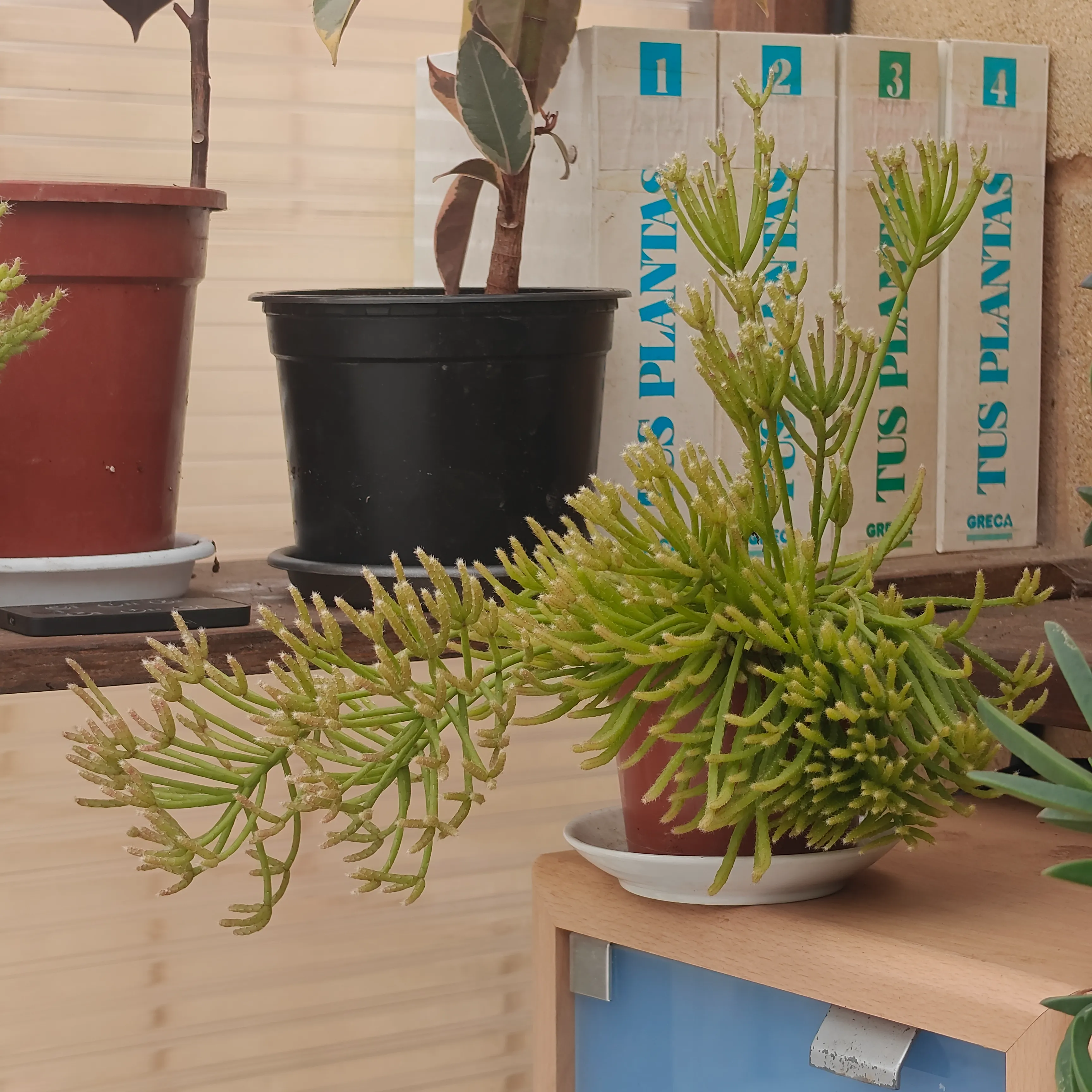 Rhipsalis Baccifera 2
