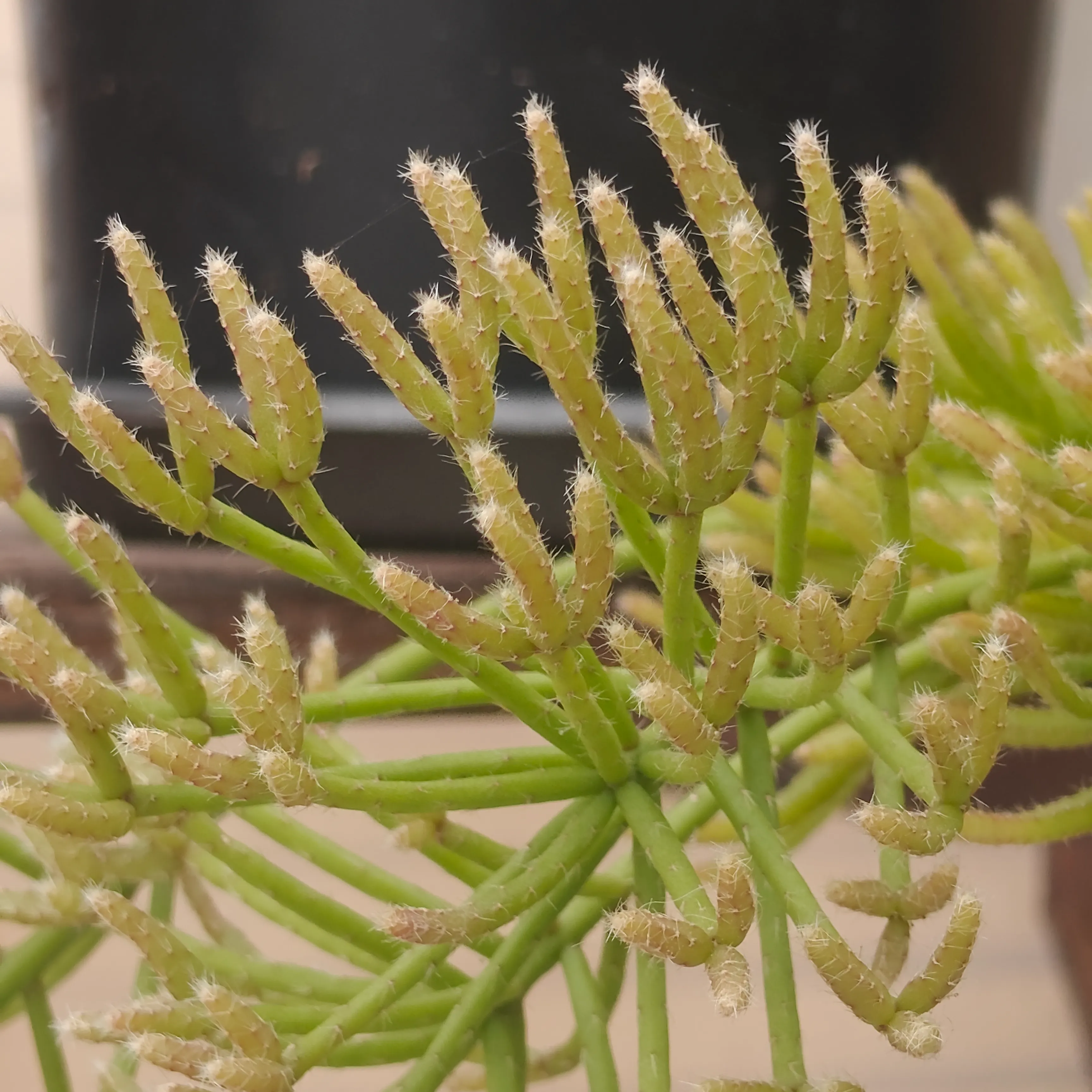 Rhipsalis Baccifera 3