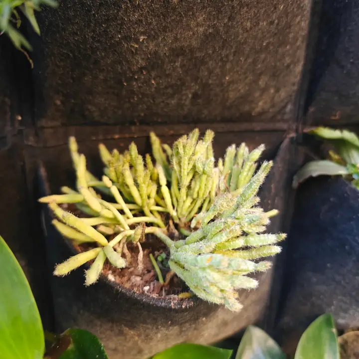 Rhipsalis Baccifera 1