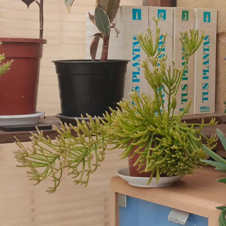 Rhipsalis Baccifera 2