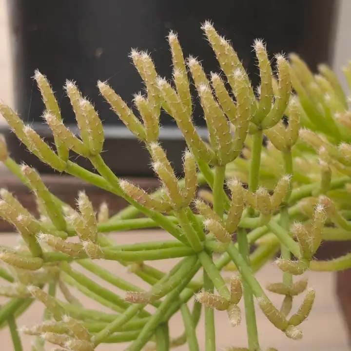 Rhipsalis Baccifera 3