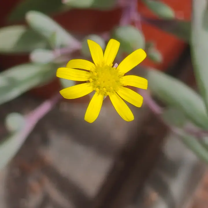 Crassothonna capensis flor 1