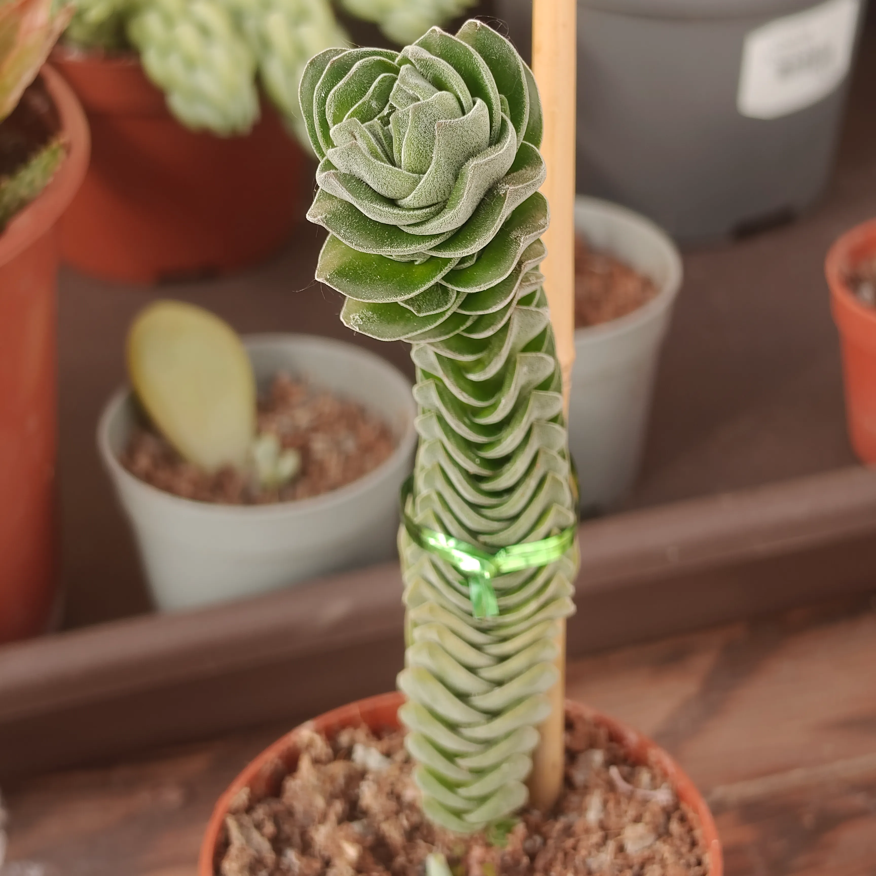 Crassula pyramidalis