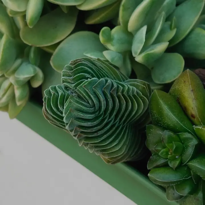Crassula pyramidalis 3