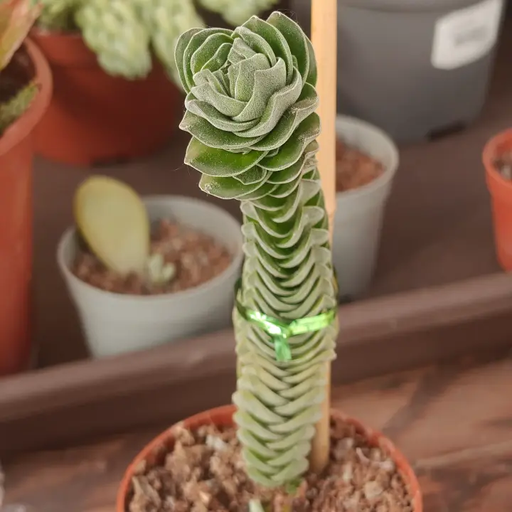 Crassula pyramidalis 1