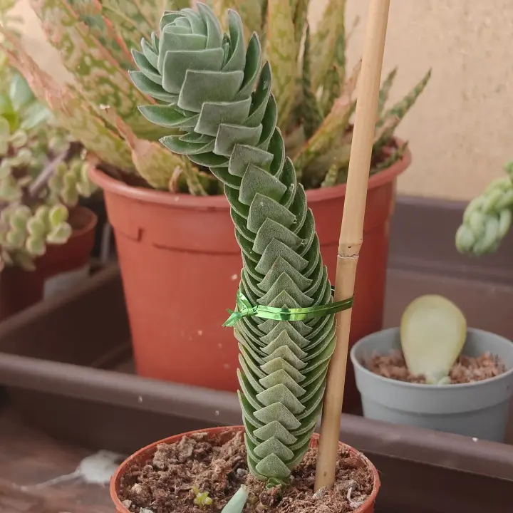 Crassula pyramidalis 2